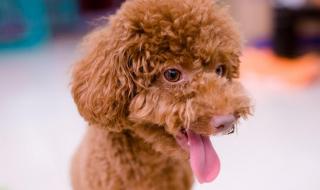 我和我家泰迪 我和我家泰迪